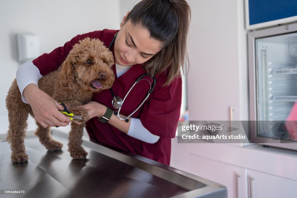 Dog Getting Her Nails Trimmed At Veterinary Clinic