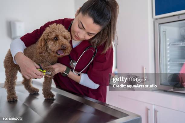 dog getting her nails trimmed at veterinary clinic - toenail stock pictures, royalty-free photos & images