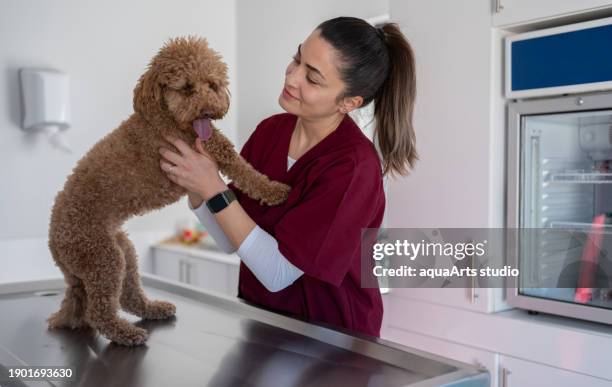 chienne vétérinaire examinant à la clinique vétérinaire - équipement pour animaux de compagnie photos et images de collection