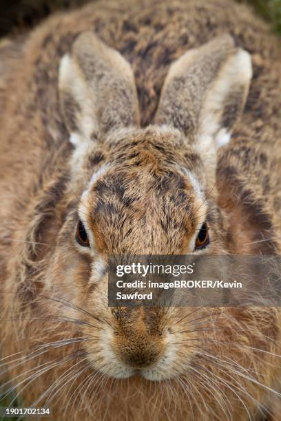 european brown hare (lepus europaeus) adult animal head portrait, suffolk, england, united kingdom, europe - brown hare stockfoto's en -beelden