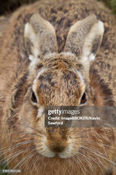european brown hare (lepus europaeus) adult animal head portrait, suffolk, england, united kingdom, europe - lepus europaeus stock pictures, royalty-free photos & images