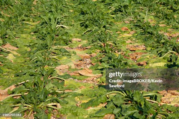 Beetroot Decayed 13 Beta Decay Stock Photos, High-Res Pictures, and Images - Getty Images