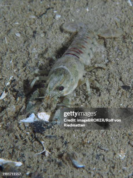 an american crayfish (faxonius limosus), invasive species, searches for food in the sand with its claws. dive site grosser parkplatz, herrliberg, lake zurich, canton zurich, switzerland, europe - parkplatzsuche stock-fotos und bilder