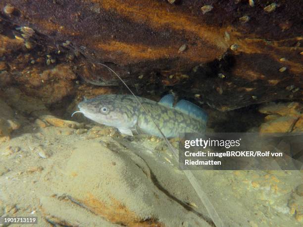 burbot (lota lota), lies in a crevice, dive site terlinden, kuesnacht, lake zurich, canton zurich, switzerland, europe - teleost fishes stock pictures, royalty-free photos & images