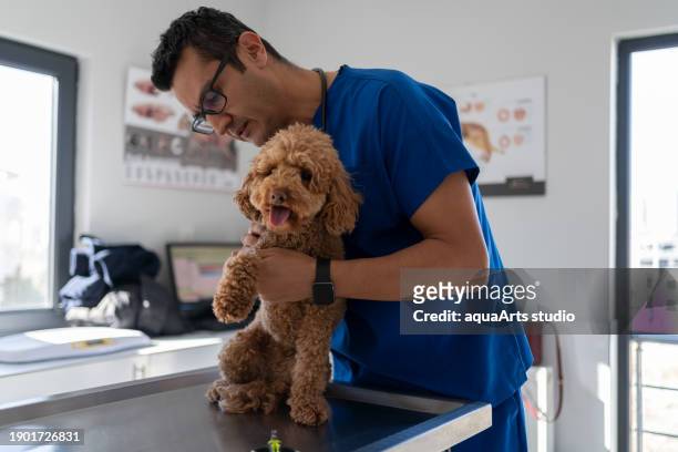 chien d’examen vétérinaire masculin à la clinique vétérinaire - table dexamen médical photos et images de collection