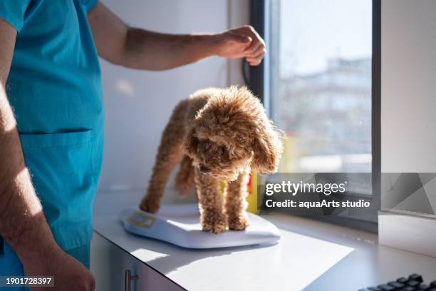perro a escala en el consultorio veterinario - caniche de juguete fotografías e imágenes de stock