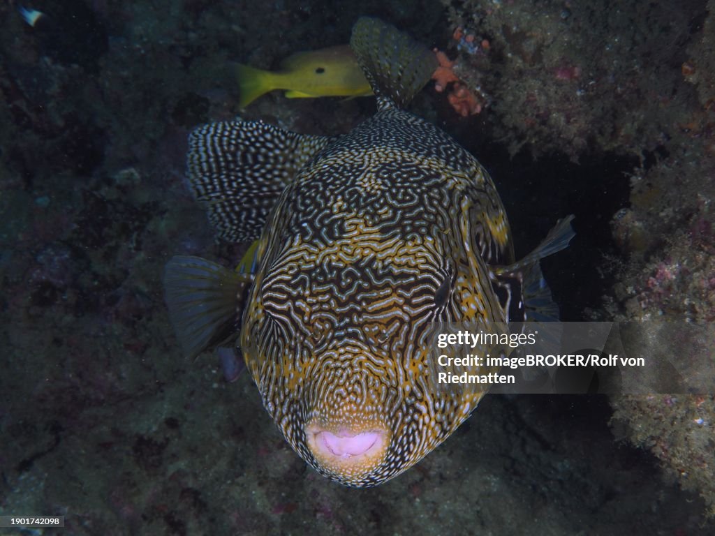 Portrait of map puffer (Arothron mappa), Sodwana Bay National Park dive site, Maputaland Marine Reserve, KwaZulu Natal, South Africa, Africa