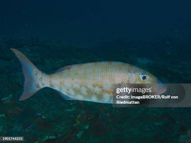 cheek patch snapper (lethrinus rubrioperculatus), dive site sodwana bay national park, maputaland marine reserve, kwazulu natal, south africa, africa - lethrinus stock pictures, royalty-free photos & images