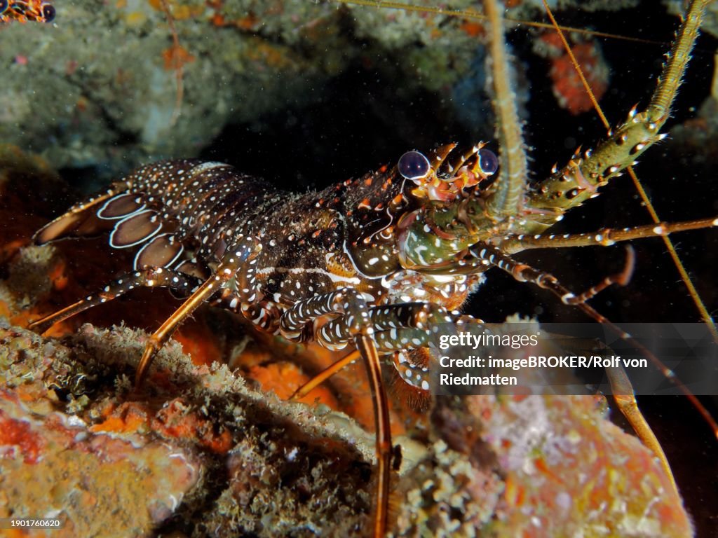 Guinea chick crayfish (Panulirus guttatus), dive site Coral Garden, Puerto Viejo de Talamanca, Limon, Costa Rica, Caribbean, Atlantic, Central America