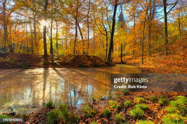 forest pond near beekhuizen and posbank surrounded by atumn foliage - posbank stockfoto's en -beelden