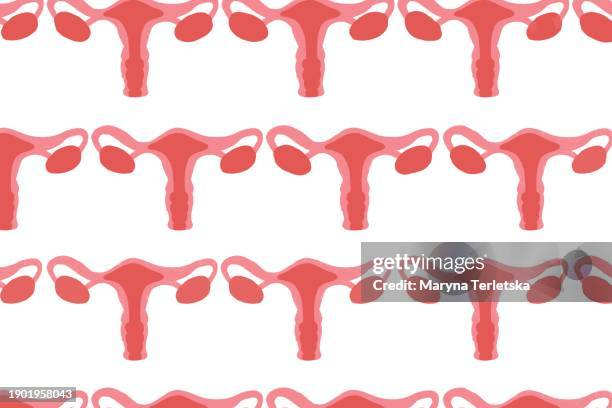 female uterus with appendages on a light background. human anatomy. human organs. health. healthcare. model of the female uterus with appendages. an alternative view of human anatomy. - myometrium stock pictures, royalty-free photos & images