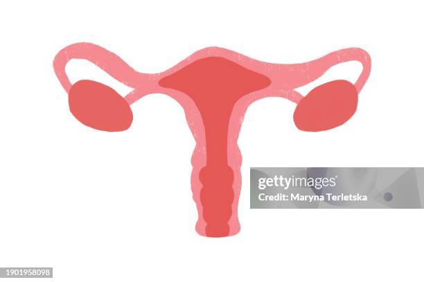 female uterus with appendages on a light background. human anatomy. human organs. health. healthcare. model of the female uterus with appendages. an alternative view of human anatomy. - myometrium stock-fotos und bilder