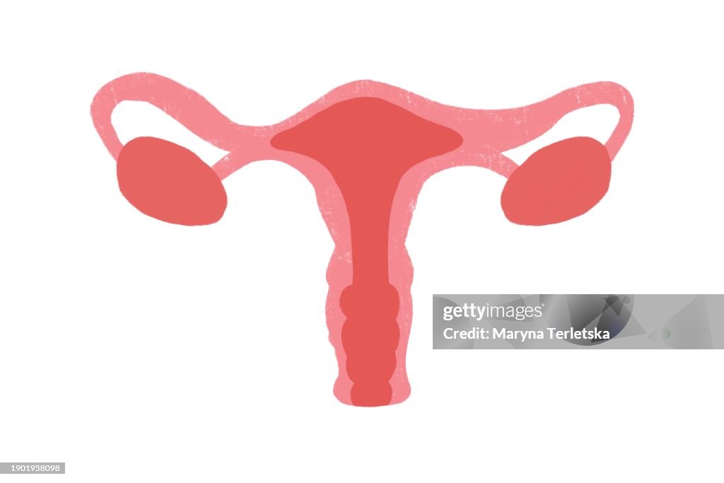 Female uterus with appendages on a light background. Human anatomy. Human organs. Health. Healthcare. Model of the female uterus with appendages. An alternative view of human anatomy.
