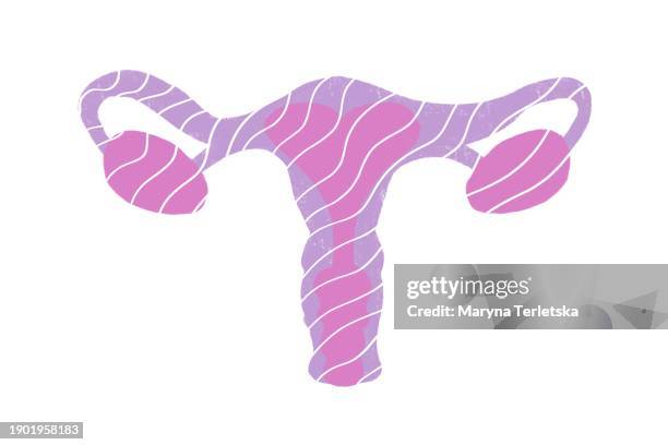 female uterus with appendages on a light background. human anatomy. human organs. health. healthcare. model of the female uterus with appendages. an alternative view of human anatomy. - myometrium stock pictures, royalty-free photos & images