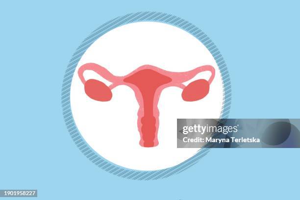 female uterus with appendages on a light background. human anatomy. human organs. health. healthcare. model of the female uterus with appendages. an alternative view of human anatomy. - cervical cancer stock pictures, royalty-free photos & images