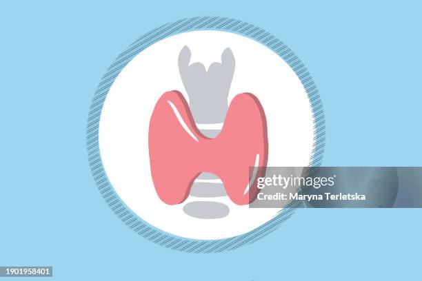 part of the human body is the thyroid gland. hormones. health. drawing of the inside of a person. - human gland stock pictures, royalty-free photos & images