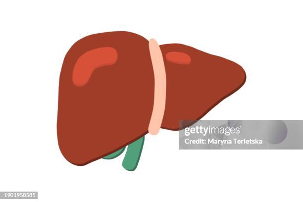 human liver on a light background. human anatomy. human organs. health. healthcare.  an alternative view of human anatomy. - portal vein stock pictures, royalty-free photos & images