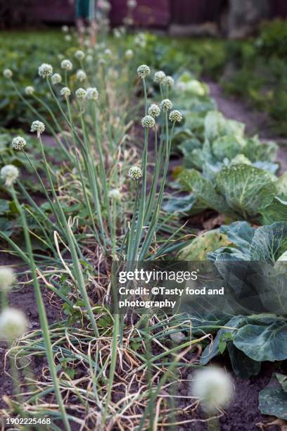 vegetable garden - cabbage flower stock-fotos und bilder