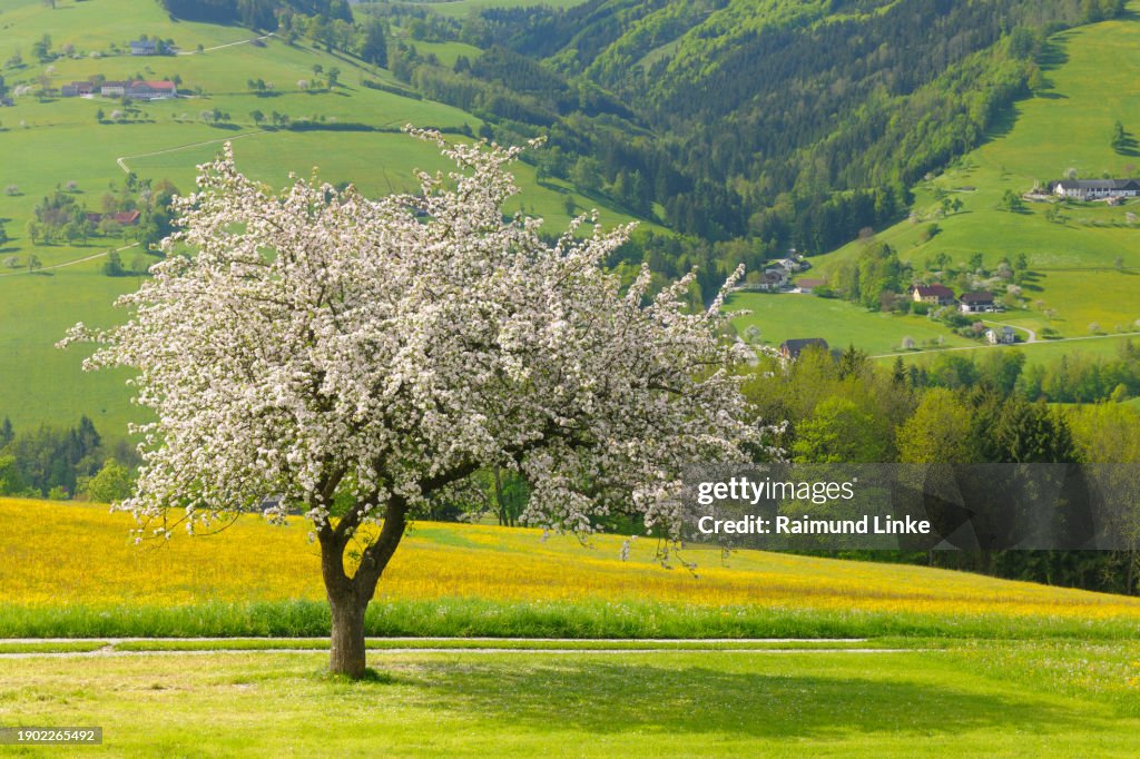 Blossoming Pear Tree in Spring, Waidhofen an der Ybbs, Mostviertel, Lower Austria, Austria