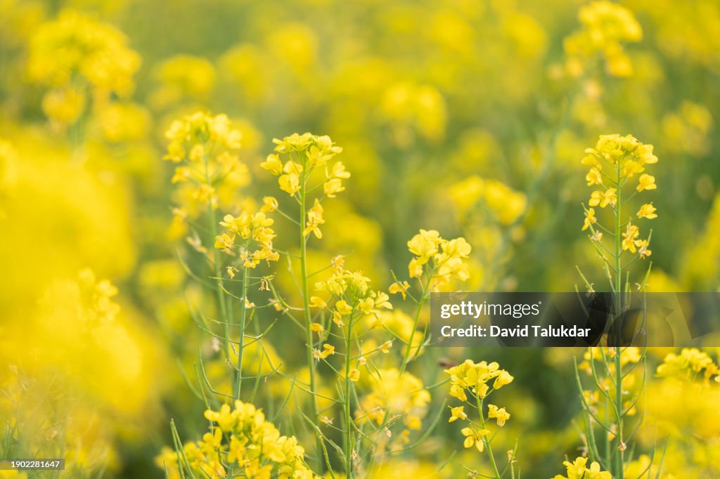 Mustard flower field
