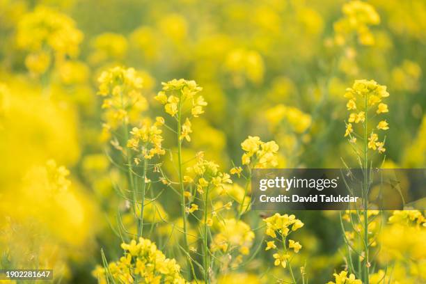 mustard flower field - mostaza-hierba fotografías e imágenes de stock