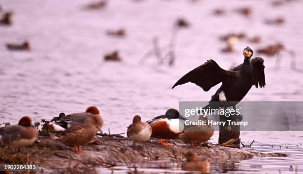 Cormorant looks on whilst surrounded by ducks at Shapwick Heath National Nature Reserve on January 02, 2024 in Shapwick, United Kingdom.