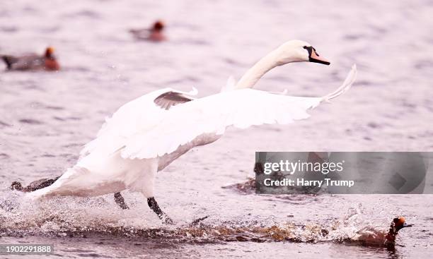 Swan lands on the water at Shapwick Heath National Nature Reserve on January 02, 2024 in Shapwick, United Kingdom.