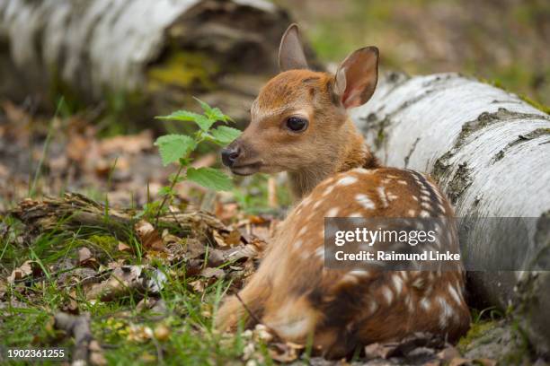 sika deer, cervus nippon, fawn lying beside tree trunk - baby deer stock pictures, royalty-free photos & images