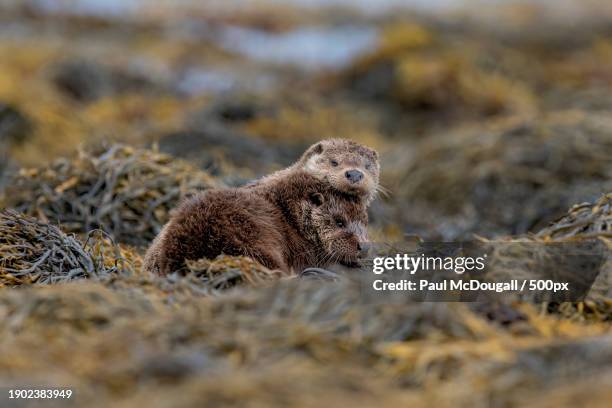 close-up of rodent on field,isle of mull,united kingdom,uk - mustela vison stock pictures, royalty-free photos & images