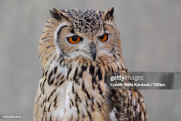 close-up portrait of eagle owl,united kingdom,uk - eurasian eagle owl stockfoto's en -beelden