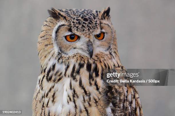 close-up portrait of eagle owl,united kingdom,uk - eurasian eagle owl stock pictures, royalty-free photos & images