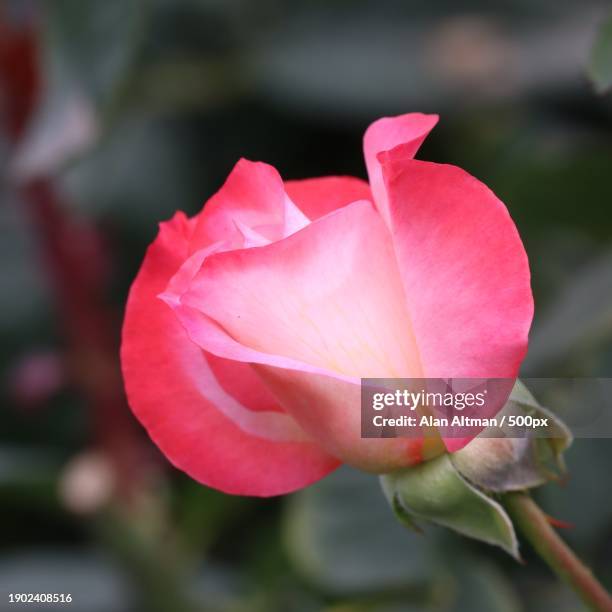 Closeup Of Pink Rose Eugene Oregon United States Usa, Stockfoto