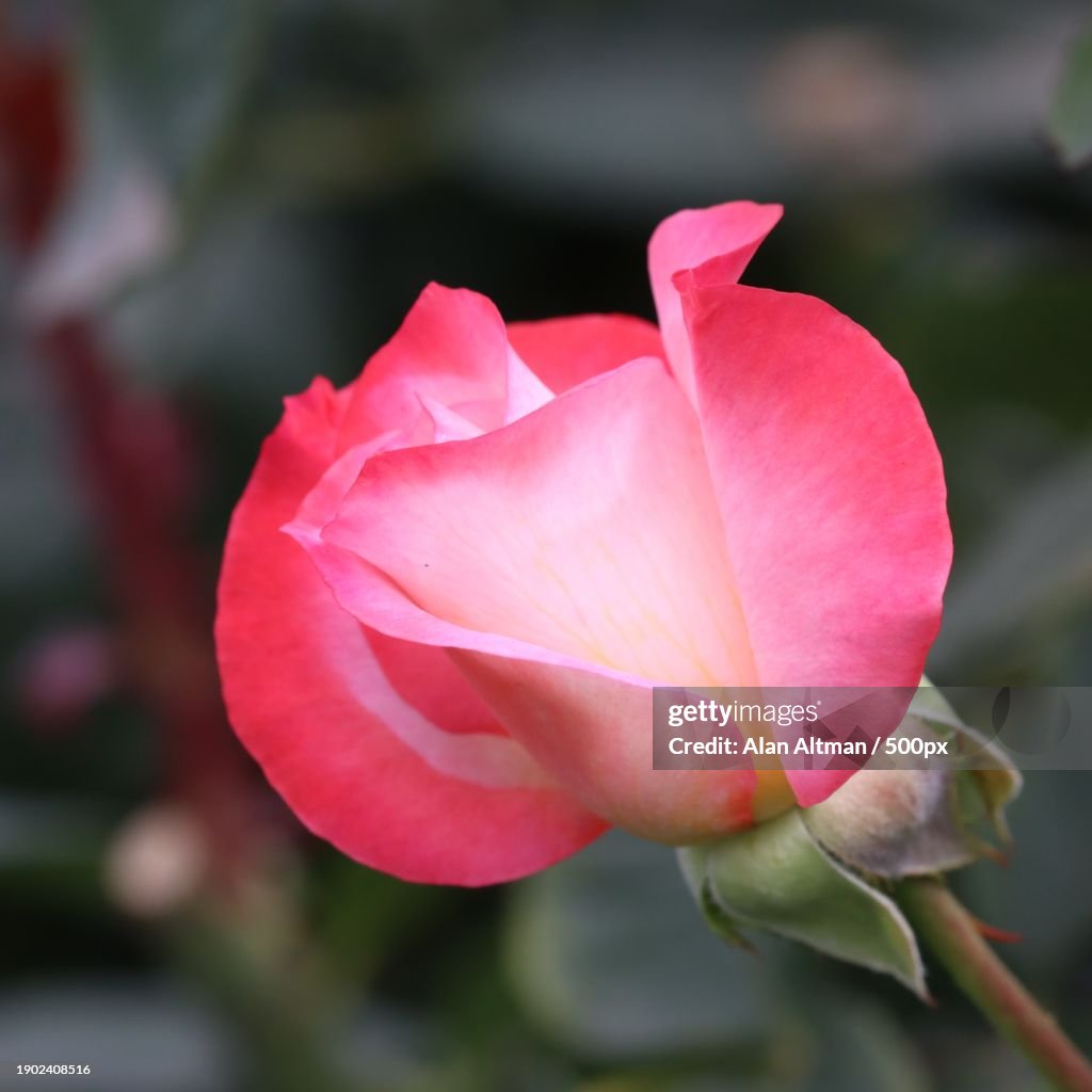 Close-up of pink rose,Eugene,Oregon,United States,USA