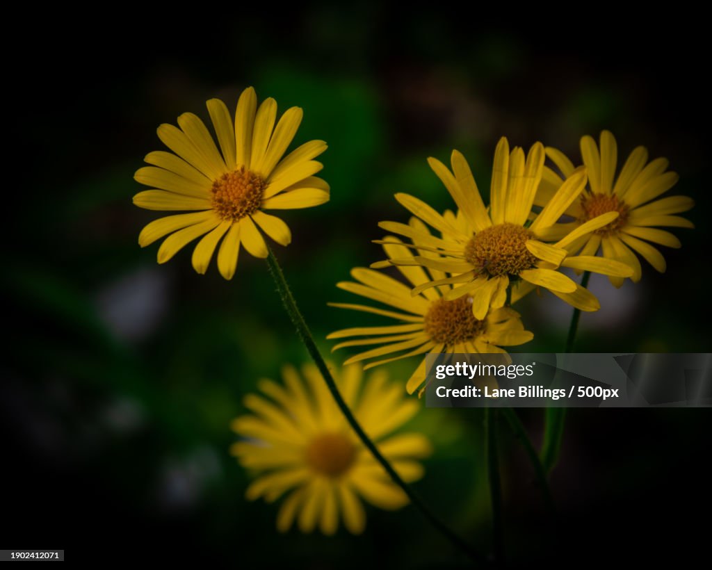 Close-up of yellow flowering plant