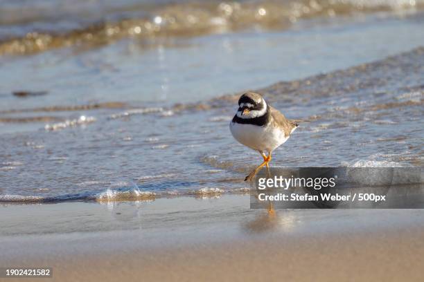 close-up of plover perching on shore at beach - regenpfeifer stock-fotos und bilder