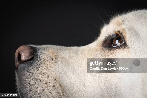 close-up of labrador retriever against black background - labrador retriever stock pictures, royalty-free photos & images