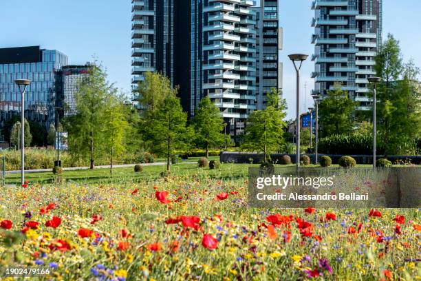 blooms and skyscrapers at porta nuova business district, milan, italy, europe - tall poppy stock pictures, royalty-free photos & images