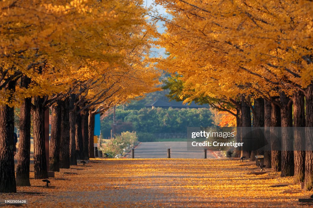 Gingko Tree Tunnel blooming vividly in autumn at Azuma Sport Park, Nagano, Japan.