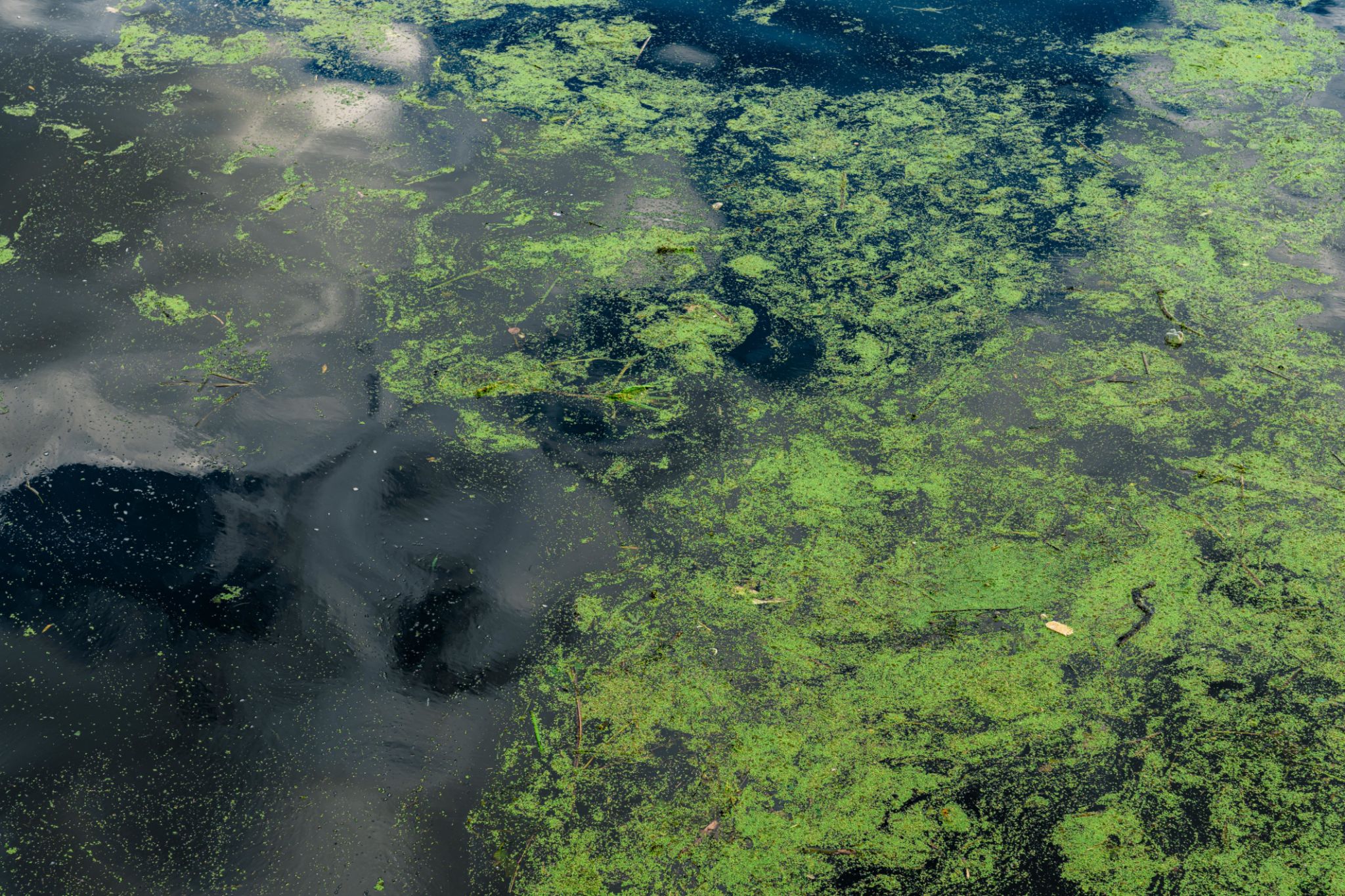 water pollution