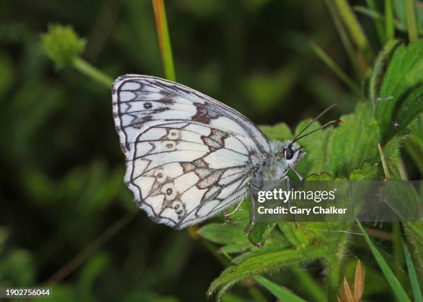 a marbled white butterfly [melanargia galathea ] - animal antenna stock pictures, royalty-free photos & images