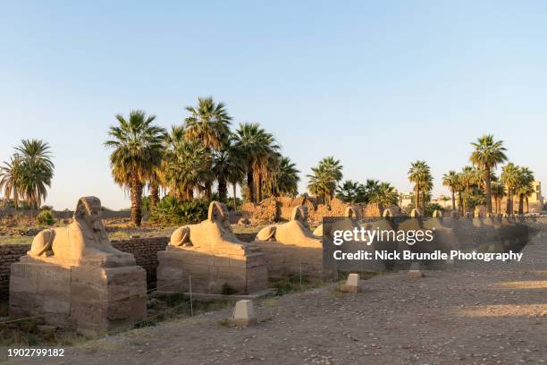 sphinx statues, luxor temple, egypt. - nile valley stock pictures, royalty-free photos & images