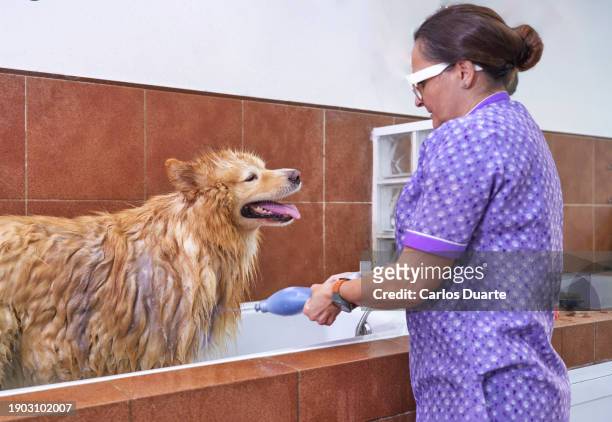 veterinarian woman administers gel to an alaskan malamute husky dog before bathing in the clinic - administers stock pictures, royalty-free photos & images