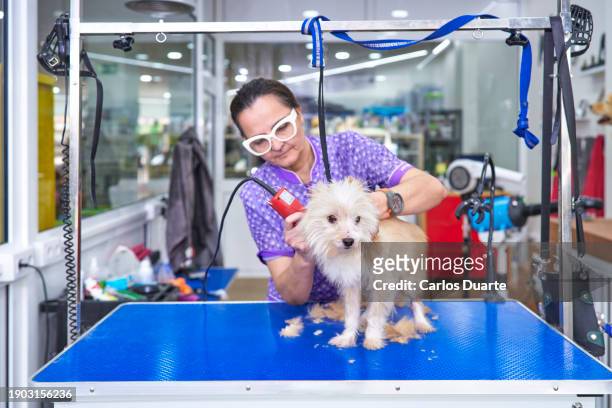a female veterinarian peels a small mixed-breed dog with an electric machine at the veterinary clinic - shaved dog stock pictures, royalty-free photos & images