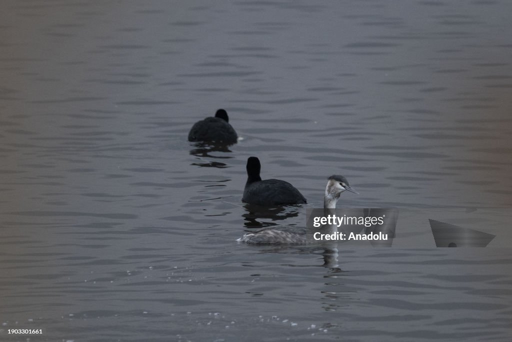 Wildlife in Mogan Lake of Ankara