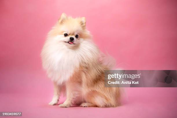 miniature spitz (pomeranian) on a pink background - langue-des-animaux photos et images de collection