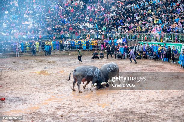 Bull Boxing 35 Bull Fighting Competitions To Welcome New Year Stock Photos, High ...