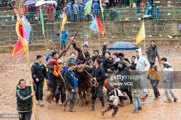 Villagers cheer up for the winning bull after a bull fighting competition on January 2, 2024 in Congjiang County, Qiandongnan Miao and Dong...