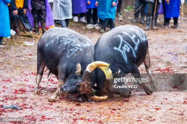 Two bulls fight against each other during a bull fighting competition on January 2, 2024 in Congjiang County, Qiandongnan Miao and Dong Autonomous...