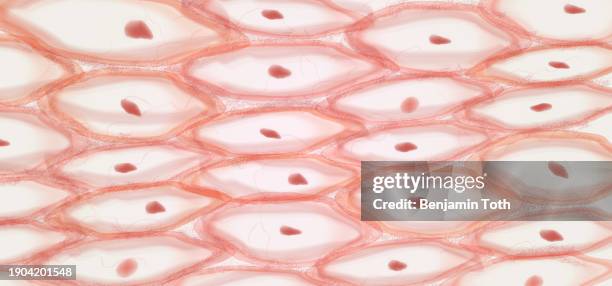 Epithelial Tissue Skin Tissue Cells Layers Of Skin High-Res Vector Graphic
