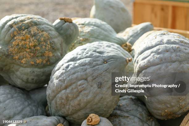 Hubdar Rind 64 Hubbard Squash Stock Photos, High-Res Pictures, and Images - Getty ...